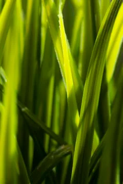 Grass blade Stock Photos