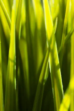 Grass blade Stock Photos