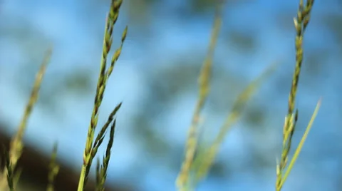 Grass blades and the sky Видео 36345811