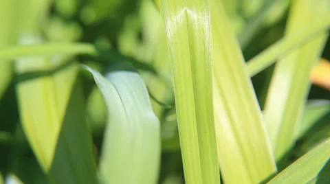 Grass blades background 库存影片 37847698