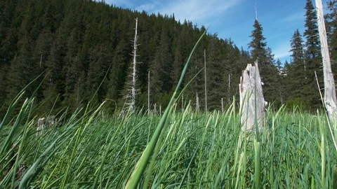 Grass blades blowing with dead trees 스톡 동영상 96052709