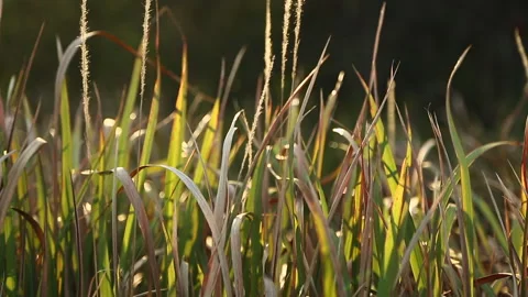Grass Blades Blowing in Wind at Sunset Video stock 234453358
