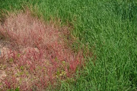 Grass blades changing color from red thread fungal patch lawn disease Stock Photos