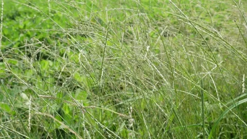 Grass Blades Stock Footage 335210544