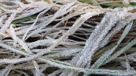 Grass Blades with frost Video stock 148487554