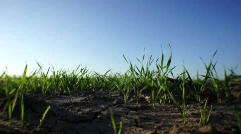 Grass blades on ground 스톡 동영상 10725044