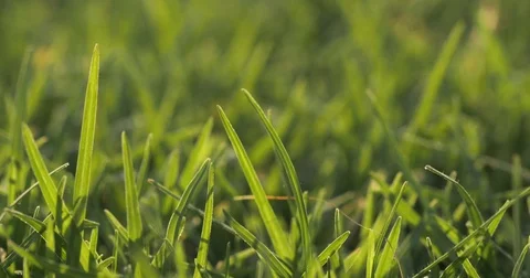Grass blades lit with setting sun Stock-Footage 84906104