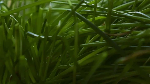Grass Blades Macro in Time-Lapse Stock Footage 121225486