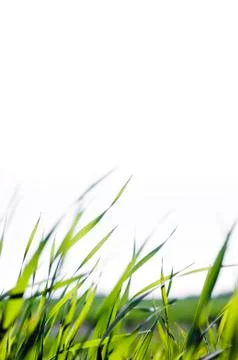 Grass blades Stock Photos