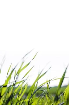 Grass blades Stock Photos