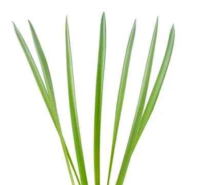 Grass blades Stock Photos