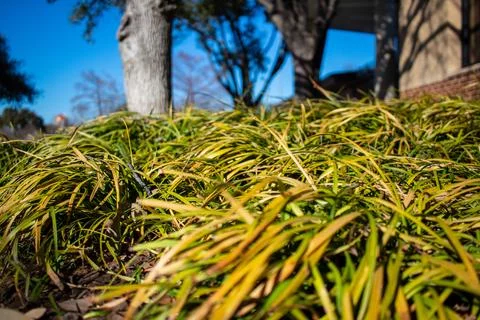 Grass blades Foto stock