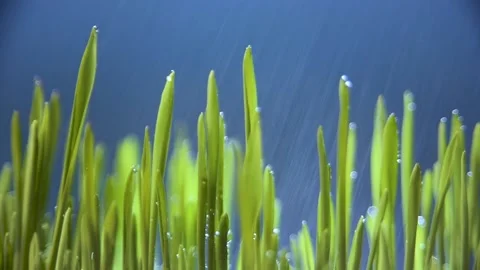 Grass blades in the rain Stock Footage 172256136
