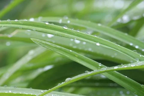 Grass Blades with Raindrops Stock Photos