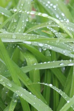 Grass Blades with Raindrops Stock Photos