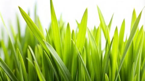Grass-blades-in-sharp-focus-against-a-white-backgr Stock Photos