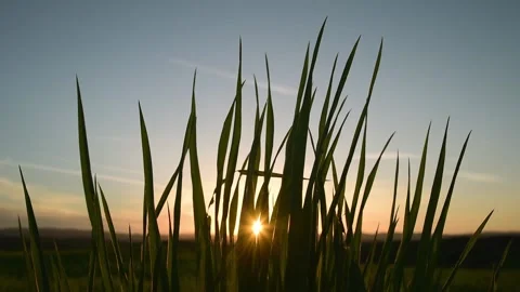 Grass blades at sunset Stock Footage 130348652