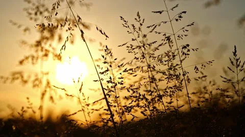 Grass blades swaying in evening light, cinematic, 4K Видео 320154037