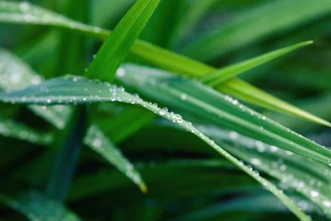 Grass blades wet after rain Stock-Fotos