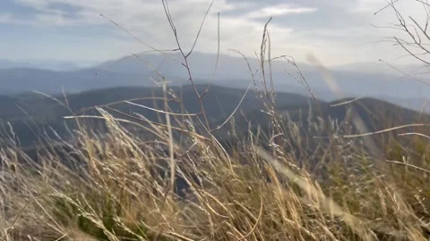Grass blades in a windy day with panoramic view reveal Video stock 235449632