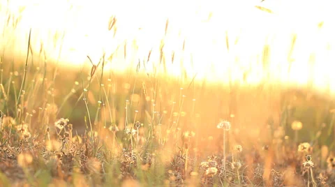 Grass bloom during sunset Stock Footage 37261700