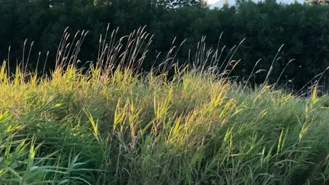 Grass bloom in the middle of the summer. Stock Footage 138288874