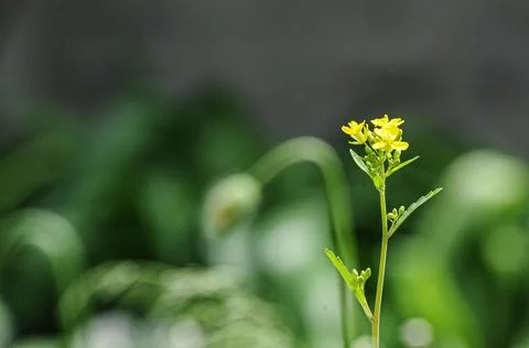 Grass bloom Stock Photos