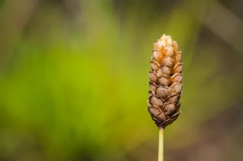 Grass bloom plant Stock Photos