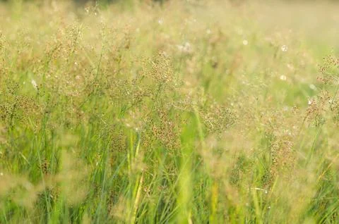 Grass bloom plant Stock Photos