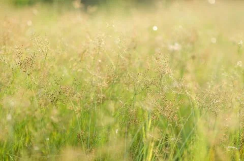 Grass bloom plant Stock Photos