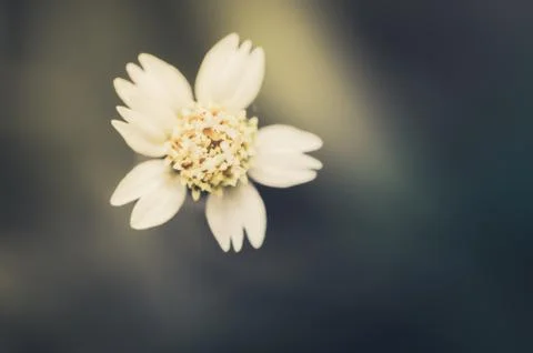 Grass bloom plant Stock Photos