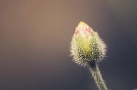 Grass bloom plant Stock Photos