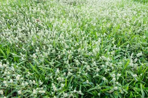 Grass bloom plant Stock Photos