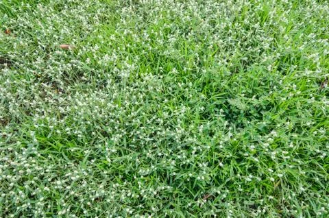 Grass bloom plant Stock Photos