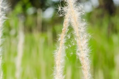 Grass bloom plant Stock Photos