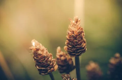 Grass bloom plant Stock Photos
