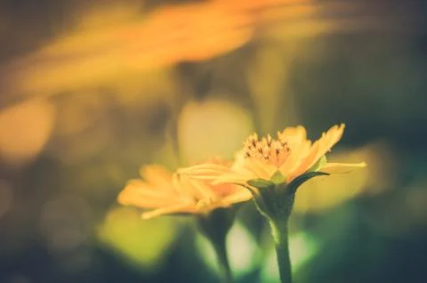 Grass bloom plant Stock Photos