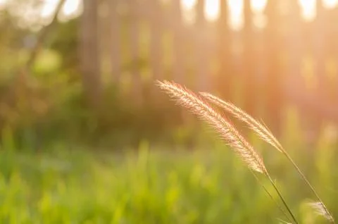 Grass bloom plant Stock-Fotos