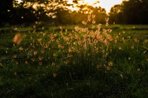 Grass bloom plant Stock Photos