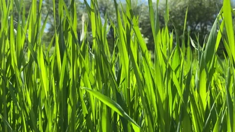 Grass in a blooming garden Stock Footage 155110173