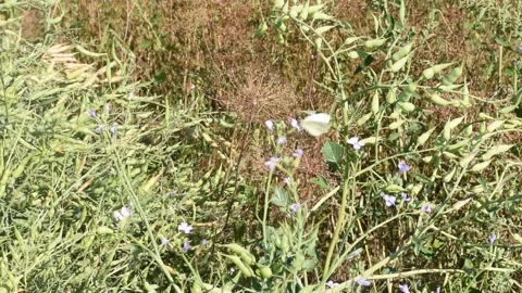 The grass blooms with blue flowers. White butterfly. Stock Footage 344325580