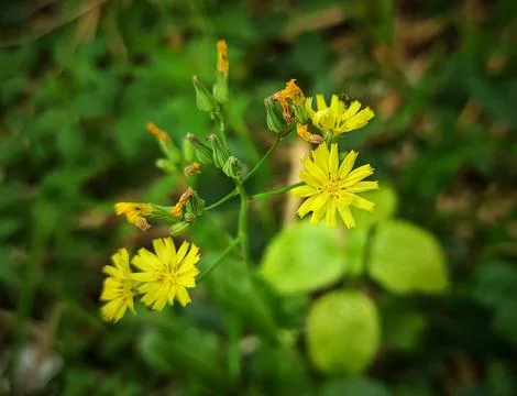 Grass blooms Stock Photos