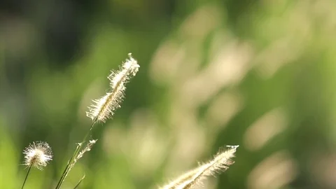 Grass blow through to the wind. Vídeos de archivo 77733849