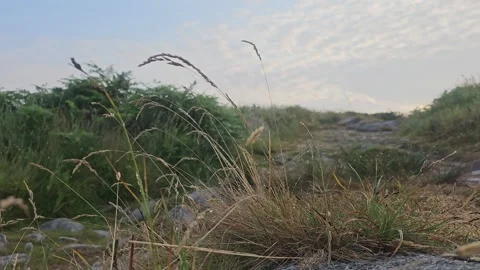 Grass blowing in the breeze on carn brea hill Video stock 244037492