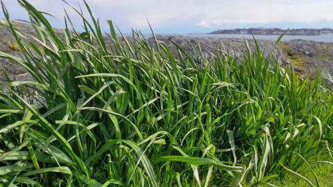 Grass blowing in the breeze at cattle point Stock Footage 190808351
