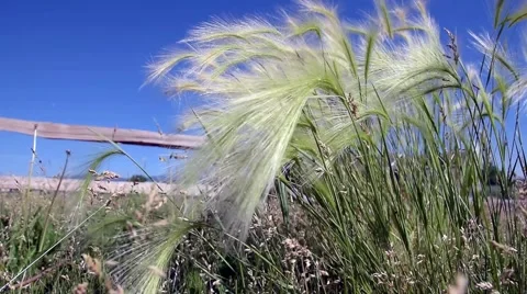 Grass Blowing IN the Breeze Stock Footage 51619405