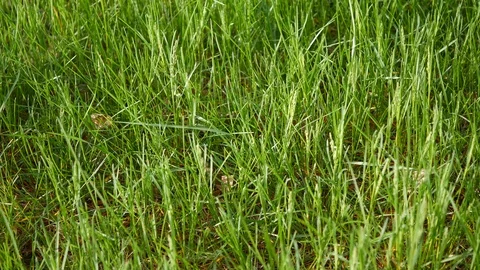 Grass Blowing in the Breeze Stock Footage 107743313
