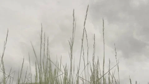 Grass Blowing Clouds Slider Video stock 81792091