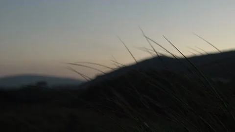 Grass Blowing at Dawn Stock Footage