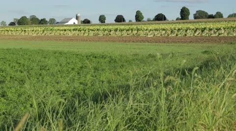 Grass Blowing in Farm Field Stock Footage 21456525